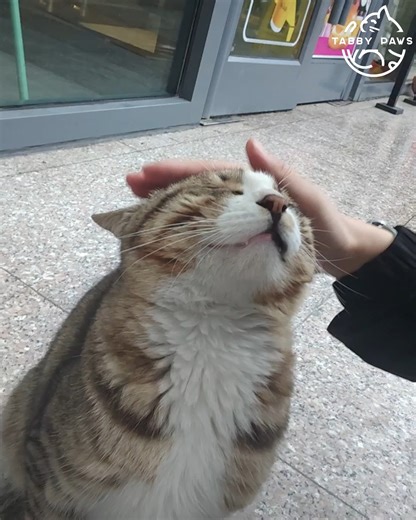When a Stray Cat Is Starved for Affection 😢💕 | Tabby Paws