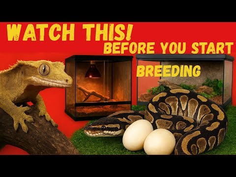 Thinking About Breeding Reptiles? Watch This First!