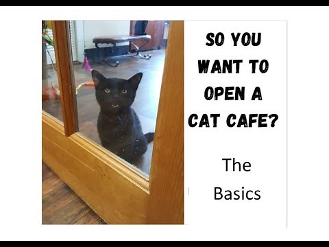 Opening A Cat Cafe - The Basics