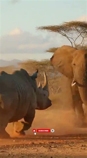 Rhino Attacks Elephant in Wild African Showdown! 🦏🐘