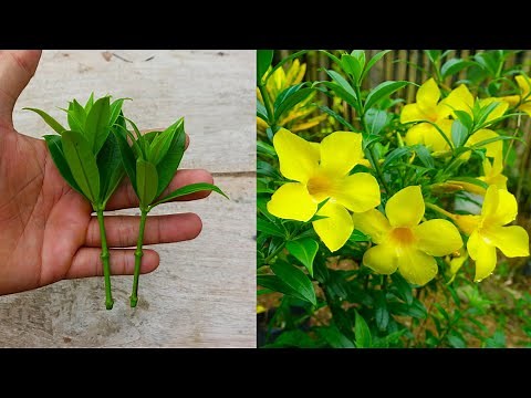 How to grow and care allamanda flower simple method