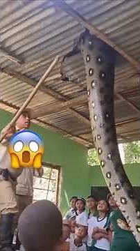 Near Death Experiences with the Biggest Snakes in the World!