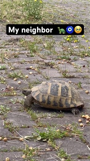 My neighbor visit me morning t🐢 ❤️. #reels #tortoise #animals #love #song