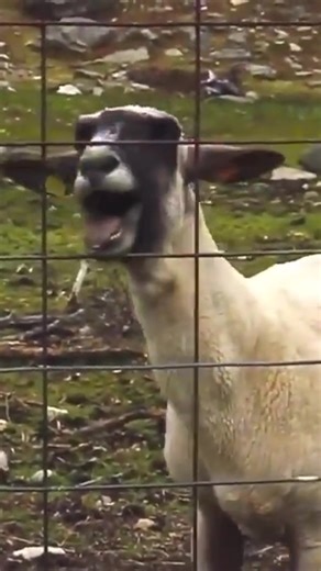 Gritos Graciosos de Cabras: Un Meme Inolvidable