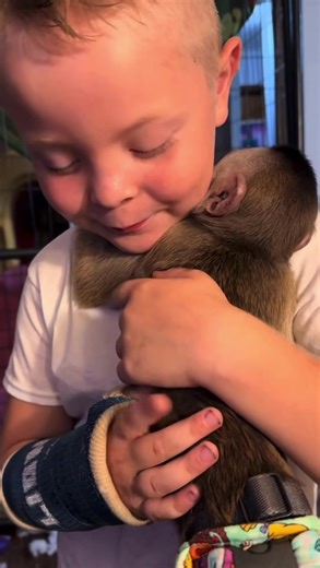 Adopt This Adorable Baby Monkey Today!