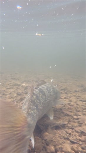 Big walleye swimming away strong. #reelsfacebook #fyp #fishing #riverfishing #fishingislife #fishinglife #walleye #walleyefishing | Larry Tressler