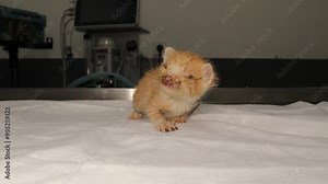 Treatment, cat eye with uveitis: eyes were flushed with water and it was injected a sedative, eyes were distilled with Lidocaine and the conjunctiva was injected with LGNA. The next day it was healed