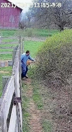 Brave Dogs Saving People | Real-Life CCTV Moments