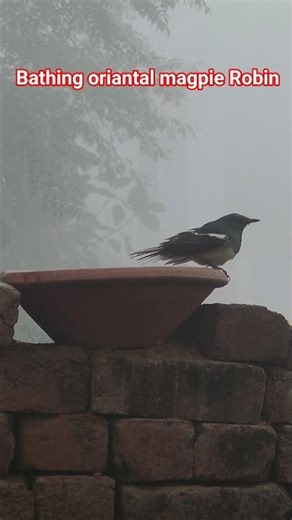 Oriantal magpie Robin bird bathing in winter ❄️ | morning Birds sound | Relaxing music