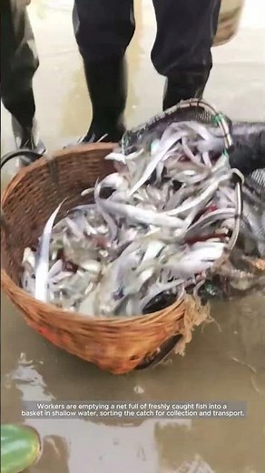 Emptying a Fresh Fish Catch into a Basket