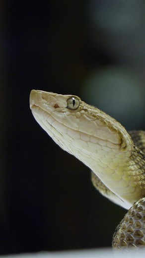 Milking Costa Rica’s most dangerous pit viper! 🐍 Who’s ready to see us milk the venom from a Fer-de-lance for a scientific experiment?! Tune in TOMORROW 9AM ET on YouTube! #fyp #snakes #pitviper