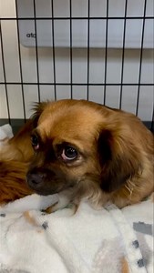 REHOMED 🚨 This gentle little soul named ‘Betty Boo’ from Dublin Dog Hub came into our care recently ..🥲”Tibetan Spaniel “ est only 1-2yrs old a little underweight and bilateral cherry eye which have since been operated on whilst being spayed etc ..so friendly and loveable despite all she’s been thru god only knows 😢currently in foster to heal and recuperate a little .. We are based in limerick, if Homecheck passes you are expected to collect from us in limerick, so only please apply if you ar