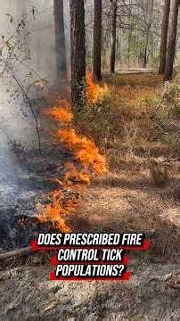 Does Prescribed Fire Control Ticks? #deer #ticks #prescribedfire #lymedisease #deerhabitat
