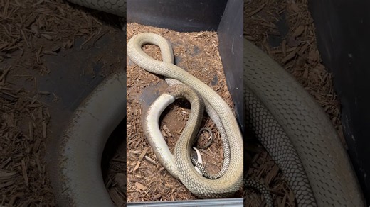 Short - king cobra eats python!