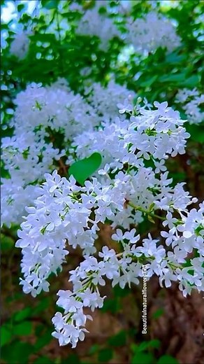 Beautiful Flowering Trees 🌸🌳 | Stunning Spring Nature 4K"