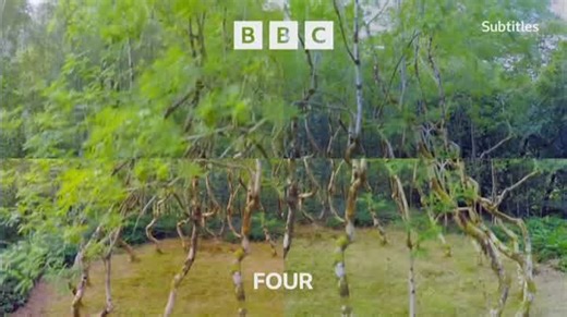BBC Four - Trees