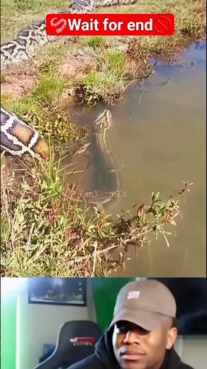 snake video #wildlife#kingcobra #snakerescue #snake #viral #animal #wildlife