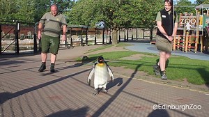 Zoo keeper Dawn explains how Sir Nils Olav prepared for his big day with the Norwegian King's Guard earlier this week... | Edinburgh Zoo