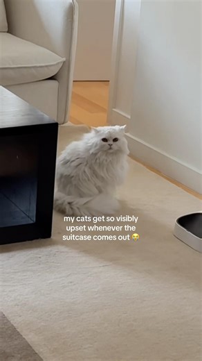 My cats get so upset whenever I take my suitcase out #cat #entertaininganimals #cat