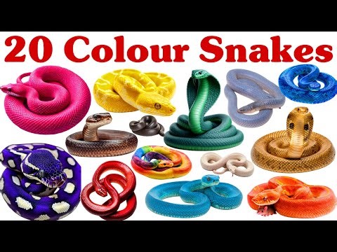 20 Colour Snake Names in Hindi & English | 20 रंग-बिरंगे साँपों के नाम | Learn Snake Names 🐍