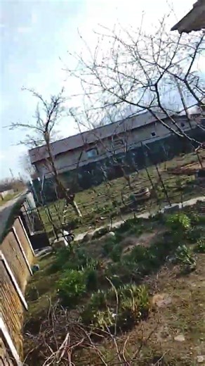 𝐓𝐡𝐞 𝐒𝐜𝐫𝐞𝐚𝐦𝐢𝐧𝐠 𝐂𝐡𝐢𝐜𝐤𝐞𝐧 𝐨𝐧 𝐭𝐡𝐞 𝐭𝐫𝐞𝐞 𝐦𝐞𝐦𝐞#meme#chicken#tree