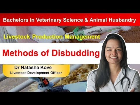 Methods of Disbudding | Veterinary Science | BVSC & AH #veterinarydoctor #bvscah