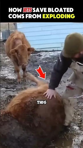 Releasing Deadly Cow Gas