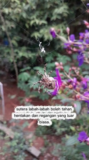 Sutera labah-labah lebih kuat dari keluli 🕷️ #fakta #labahlabah #peliktapibenar #shorts #viral #fyp