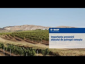 Importanța prevenirii atacului de putregai cenușiu