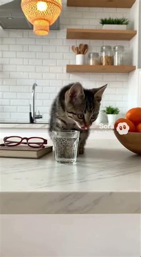 Angel cat but a little devil #cat #funny #cute