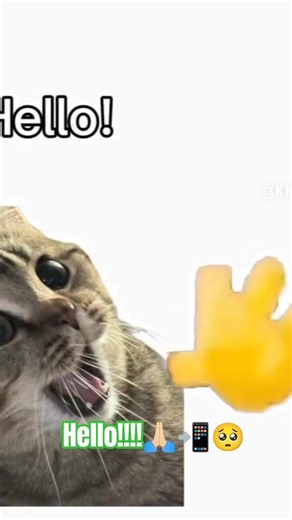 hello CAT😸Michi 🙀 necesita más AYUDA entre más mejor 😜#michi#memes#shortcat#reddit