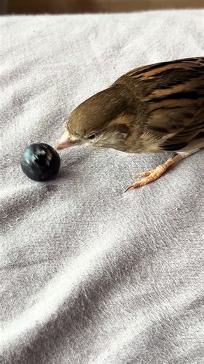 Discover the Charm of House Sparrows: A Bird Lover's Guide