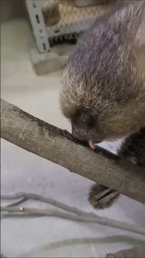 【東山動植物園公式】ナマケモノの赤ちゃん 番外編その② ～ラッキー～《 フタユビナマケモノ ナマケモノ 》 #short
