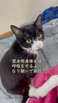 【過去の病気『膿胸』】生死の分かれ目...クラファンネクストゴール挑戦の理由...下半身麻痺猫あいかなちゃん🐈‍⬛肥大型心筋症猫ごまだんごくん#あいかな#ごまだんご#下半身麻痺猫#心臓疾患猫#鍼灸治療