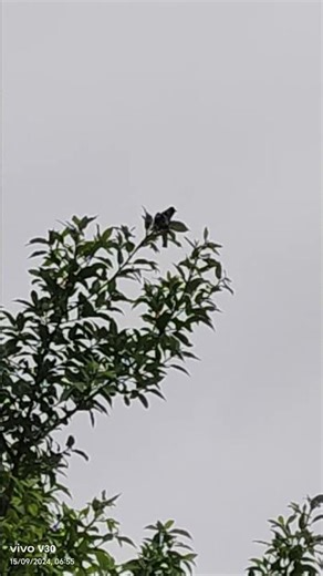 Bulbuls chirping and dancing on the twigs