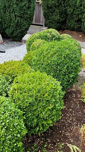 Pruning boxwoods #landscaping