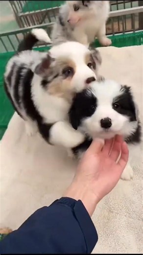 POV: One Angel, One Devil! 😇👿 Funny Border Collie Puppies