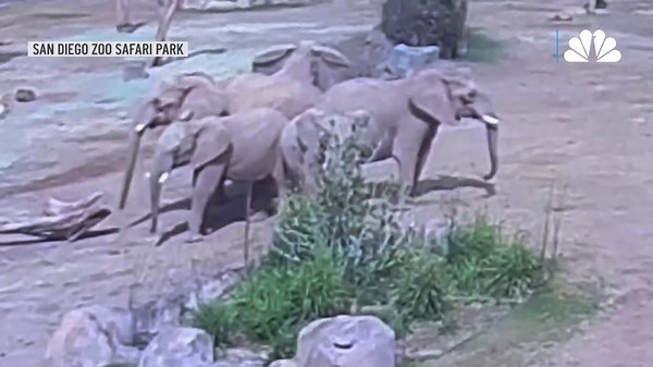 WATCH: Elephants form 'alert circle' during earthquake at San Diego Zoo Safari Park