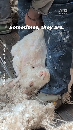 On “humane” and “responsible” mohair farms in South Africa and Lesotho, workers force goats to endure hell on earth. New footage, captured by PETA Asia investigators, shows workers violently hitting goats with brooms and poles, dragging struggling goats by their horns and legs, and pinning goats to the ground as the animals cry out in fear and pain. The investigation includes footage from shearing sheds certified by the misleadingly named “Responsible Mohair Standard”. See the shocking video for