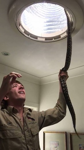 664K views · 149 reactions | Carpet python discovered curled up in bathroom light cavity (Credit: Facebook/Snake Catcher Noosa) | Yahoo Canada | Facebook