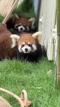 Cute red pandafor funny funnyvideos cute happy #Shorts #efrainworth