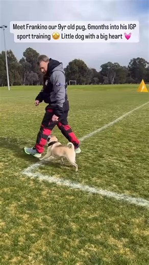 Today the little powerhouse turns 10 🎂🐾 He started IGP training at 8… and it changed everything. His confidence, his energy, his whole world. Now he literally sulks if he doesn’t get to train 😅 Fulfilment over just tiring them out. Wish the birthday king a happy one 🎉 And tell us below - what’s ONE thing your dog absolutely loves doing? 👇 | K9 Mastery