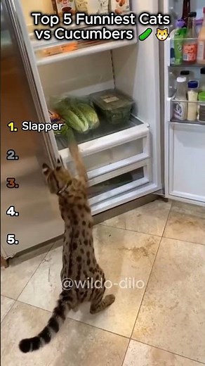 Top 5 Funniest Cats vs Cucumbers 🥒🐱