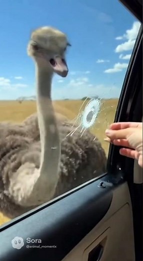 Angry Ostrich
