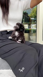 A tiny silver poodle with a bubbly personality and a fascinating coat. Like Cinderella’s transformation, this baby’s black coat will fade into silver after months. 🫶🏻 #PrettyBubbleMNL #PrettyBubbleDog #TinyPoodle #SilverPoodle #Poodle #poodlelove #poodles #fyp #dogsoftiktok #puppylove #cutedog | Pretty Bubble Dog