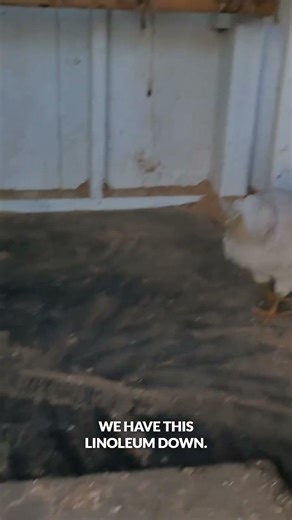 Cleaning Chicken Coop in 30 Seconds | Easy Backyard Chicken Care Tips