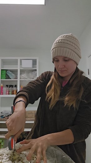 How to start a Fungi Farm ready-to-fruit oyster mushroom block in 25 seconds. It really is that easy! 🍄 #mushrooming #mushroomgrowing #growingmushrooms #oystermushrooms #fungifarm #mushroomfarmer | Fungi Farm