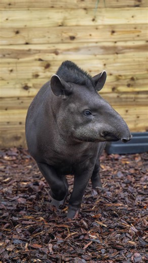 There's a new tapir in town... 👀 We’re so excited to welcome Fifi, a 20-year-old female lowland tapir! 💜 She’s settling beautifully into her brand-new tapir house and has already won over our keepers with her big personality. Experienced, confident, and a proud mum and even a grandma, she brings valuable breeding experience with her. Tapirs have long played an important role in our conservation journey, and Fifi’s arrival marks the next chapter in that story. As our current tapirs prepare to m