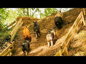 New Pig Race Track - The Cliff Racetrack