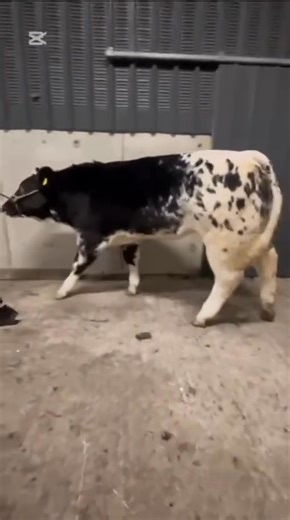 The Manorhamilton Livestock Sales fatstock show & sale is just a week away and we simply cannot wait! 🔥 Check out Enda Gately’s James Bond VD Jorchrishoeve (BB4396) sired heifer calf included in the sale! | Dovea Genetics